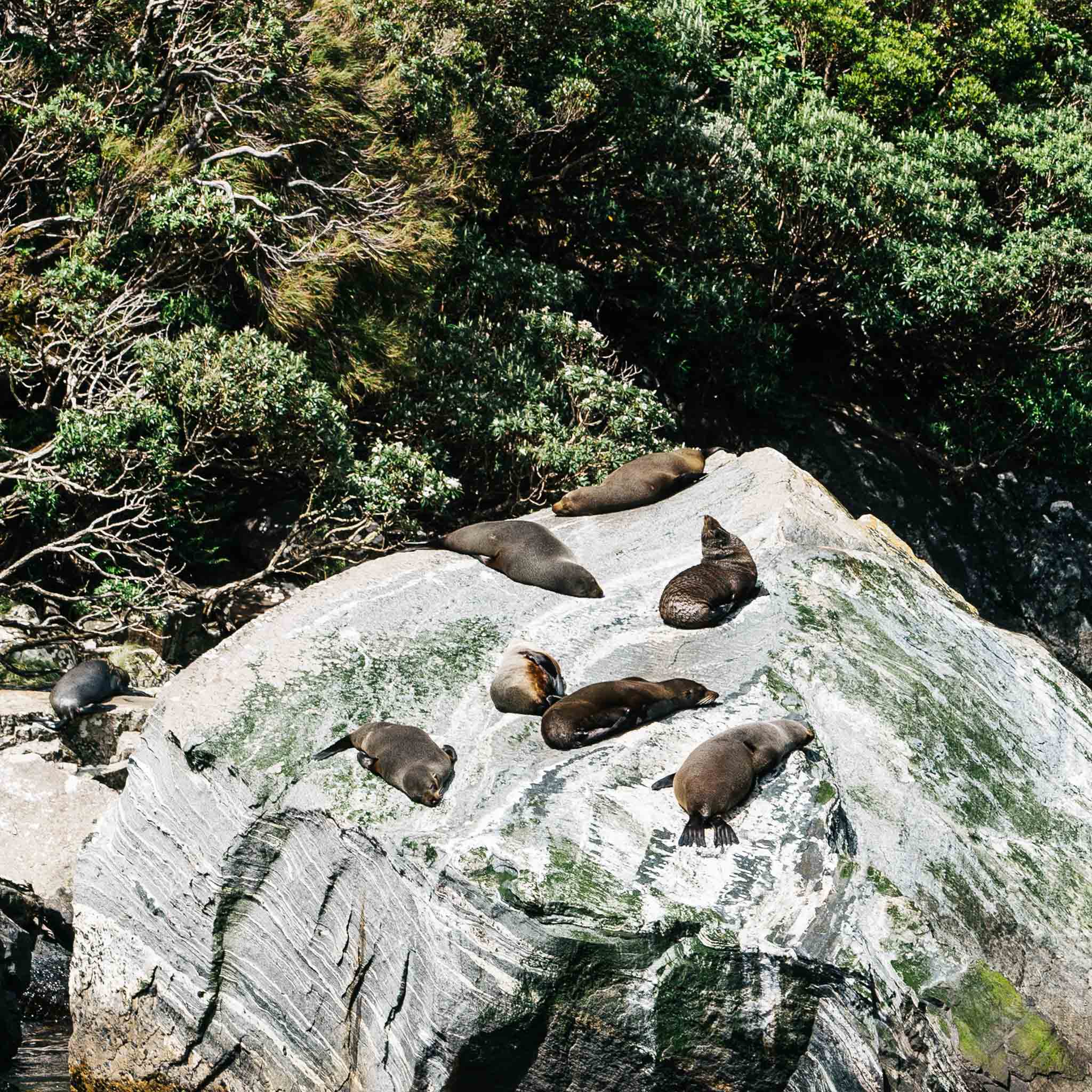 Lazy seals