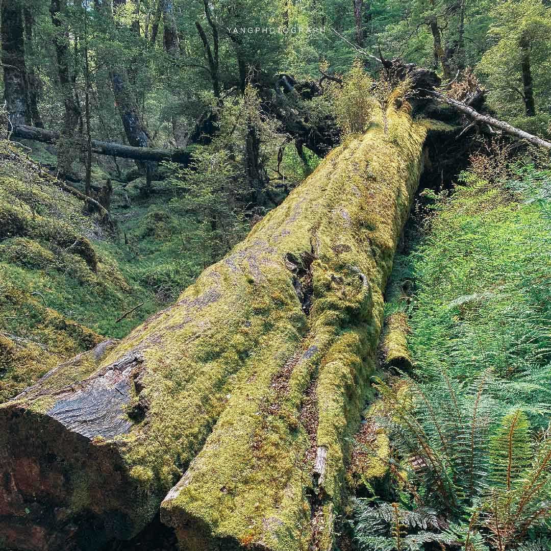 A giant dead tree