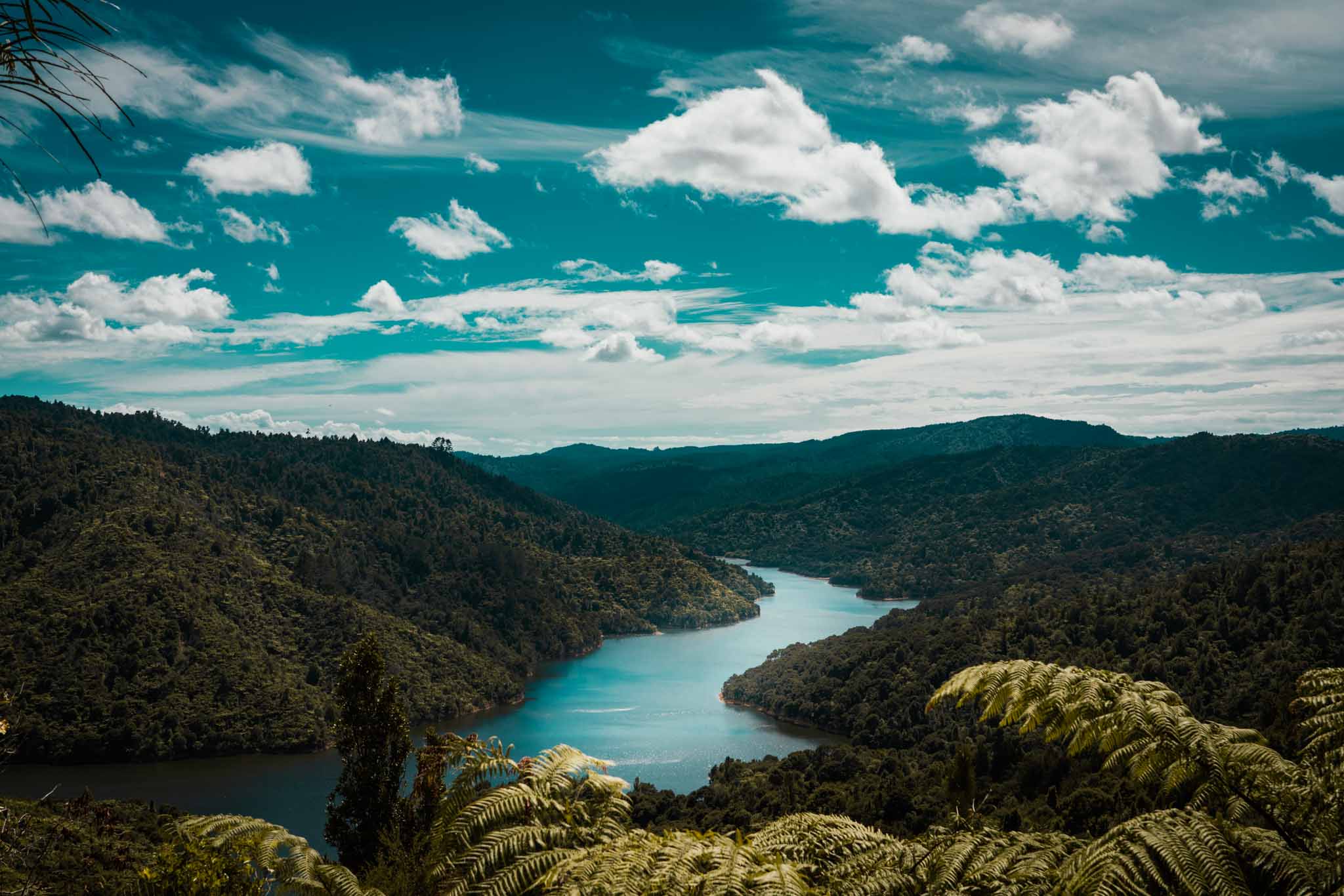 Wairoa Loop Track