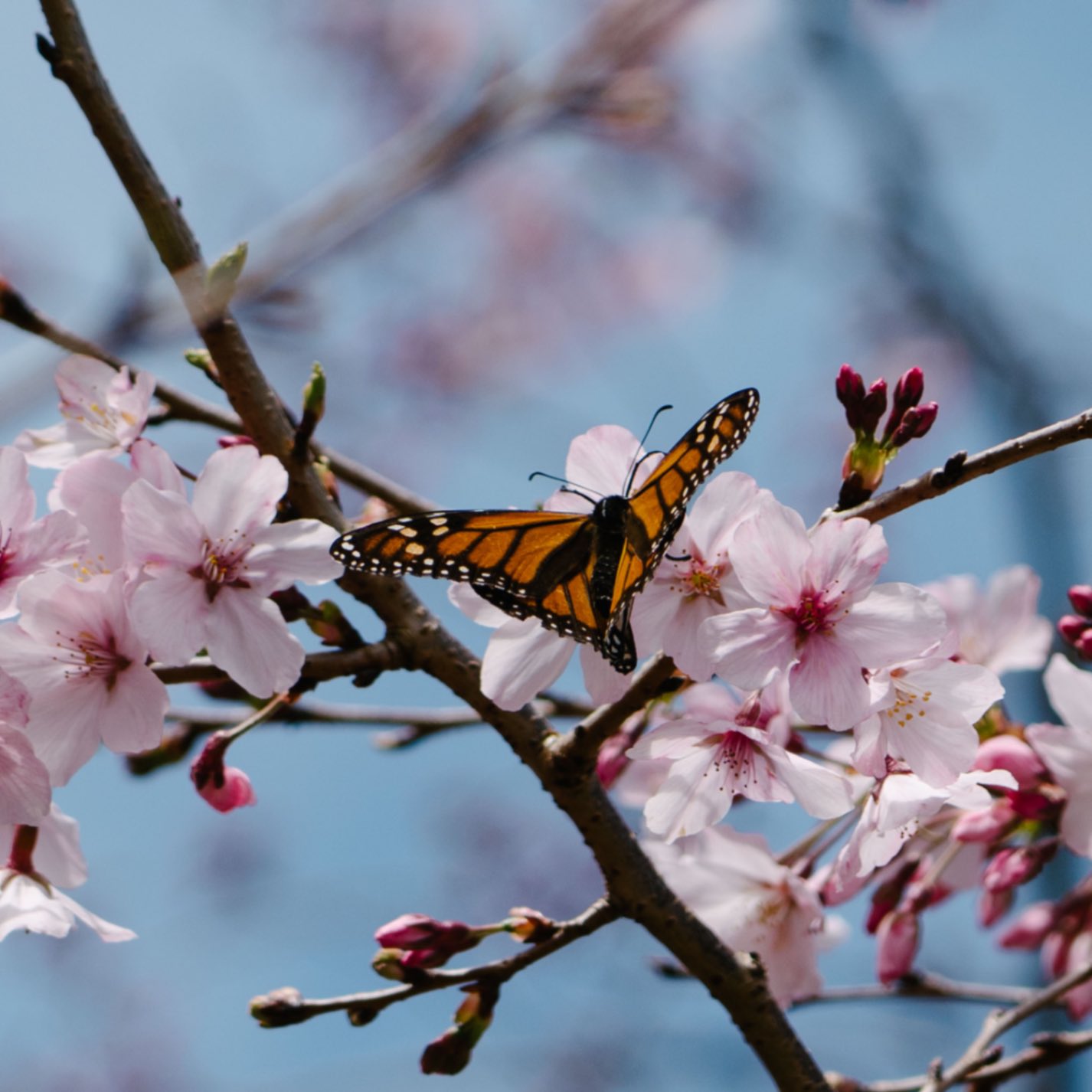 A butterfly on sakaru