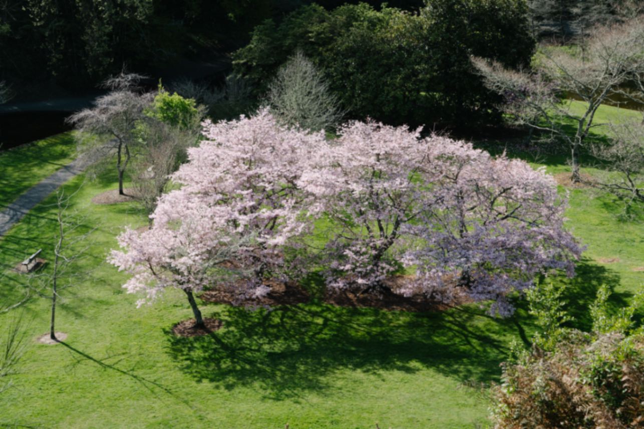 Sakura blooms at Te Koutu Domain