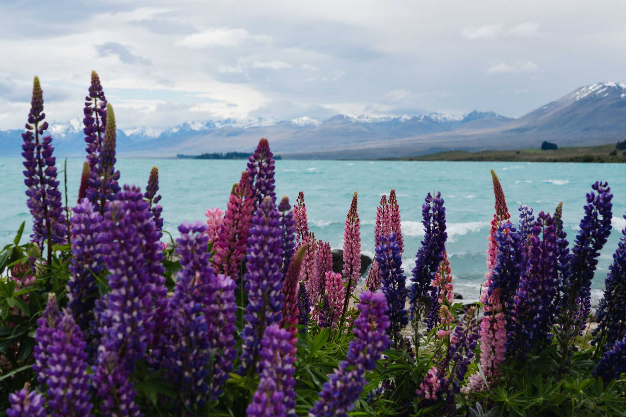 Lupins at Lake Tekapo