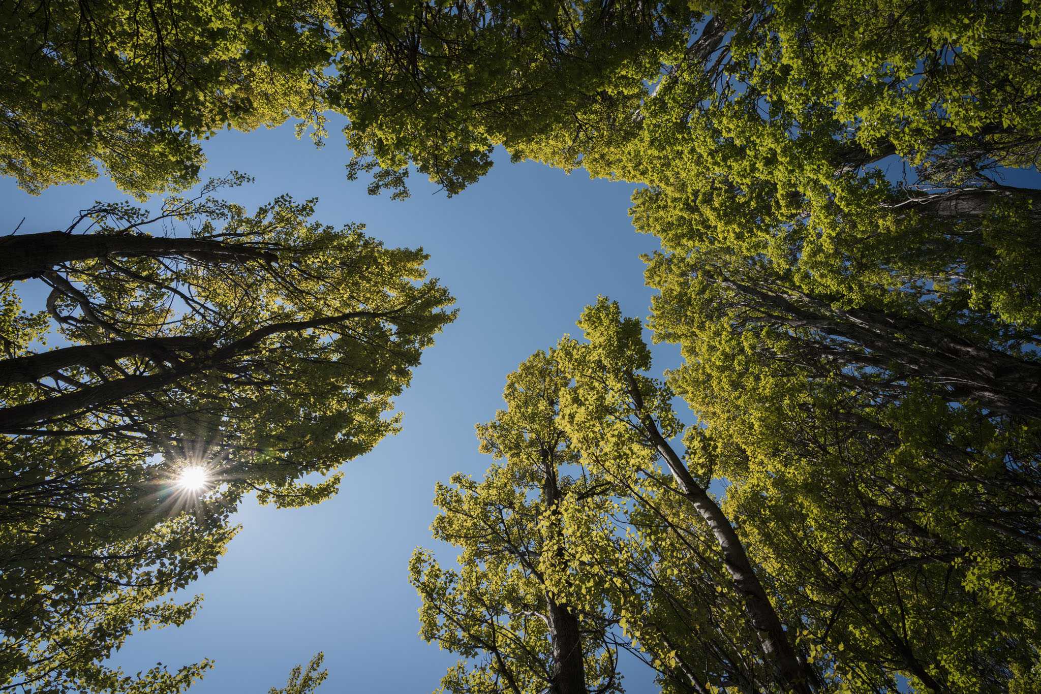 Sunlight through tree canopy