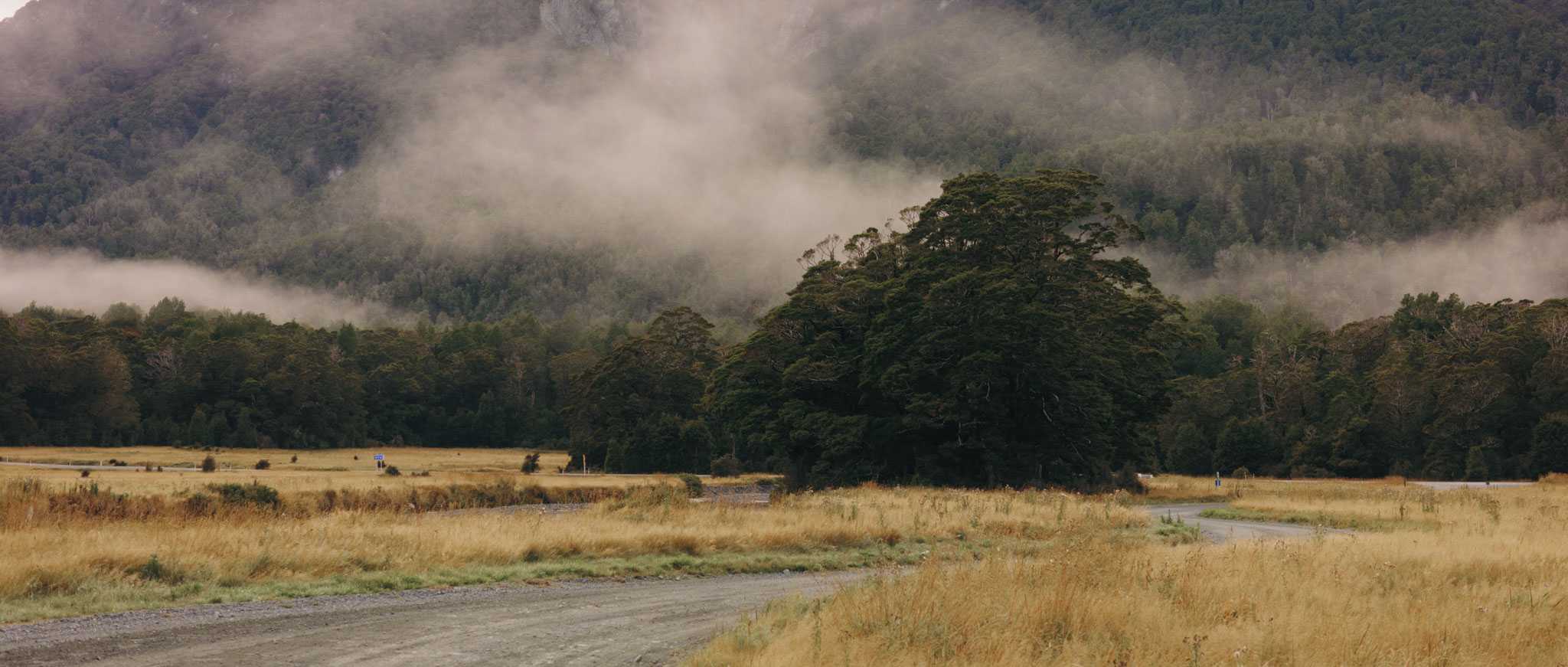 Foggy Forest at Eglinton Valley