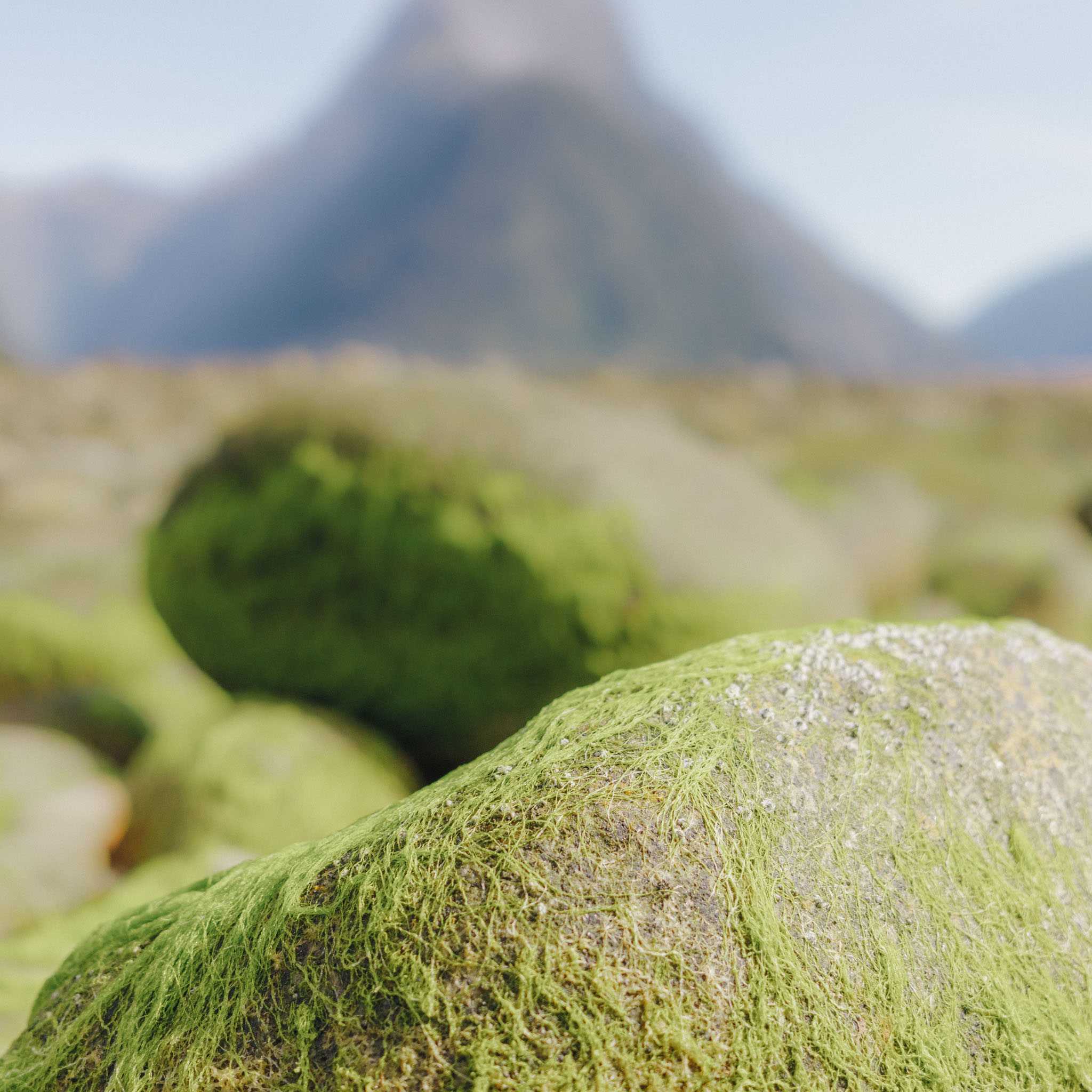 Stones at Milford Sound