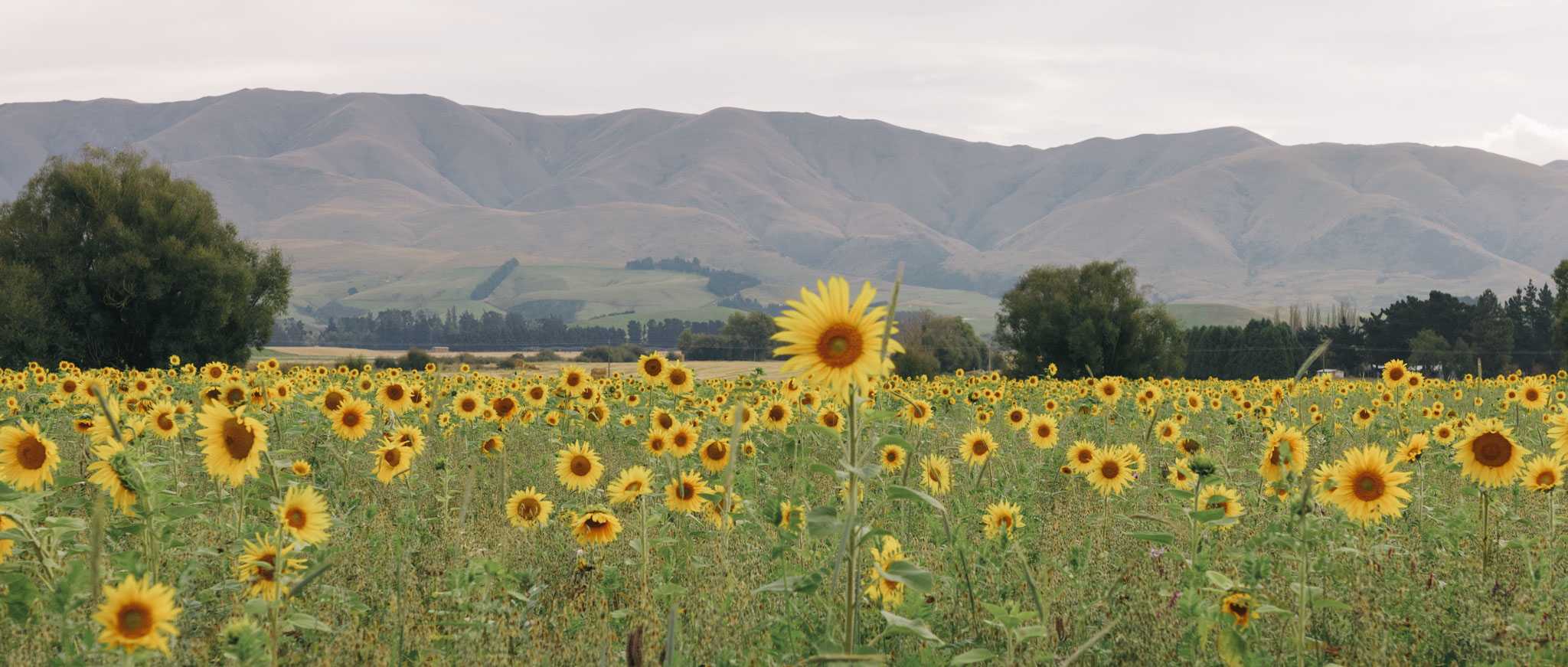 Sunflowers at Fairlie Town