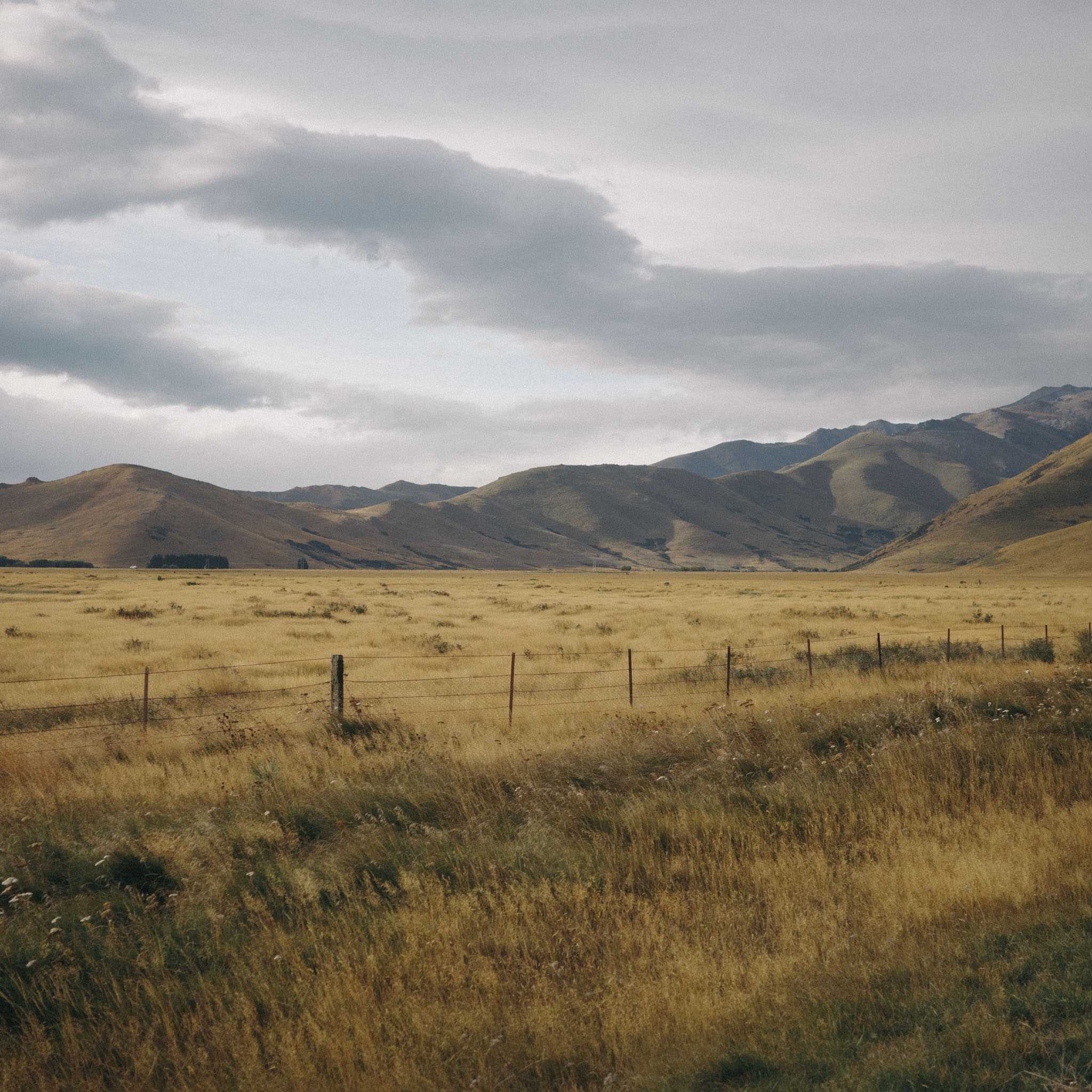 Golden grass in the wild