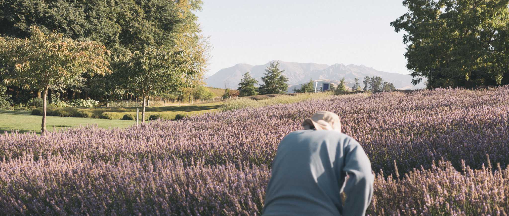 Lavender farm!