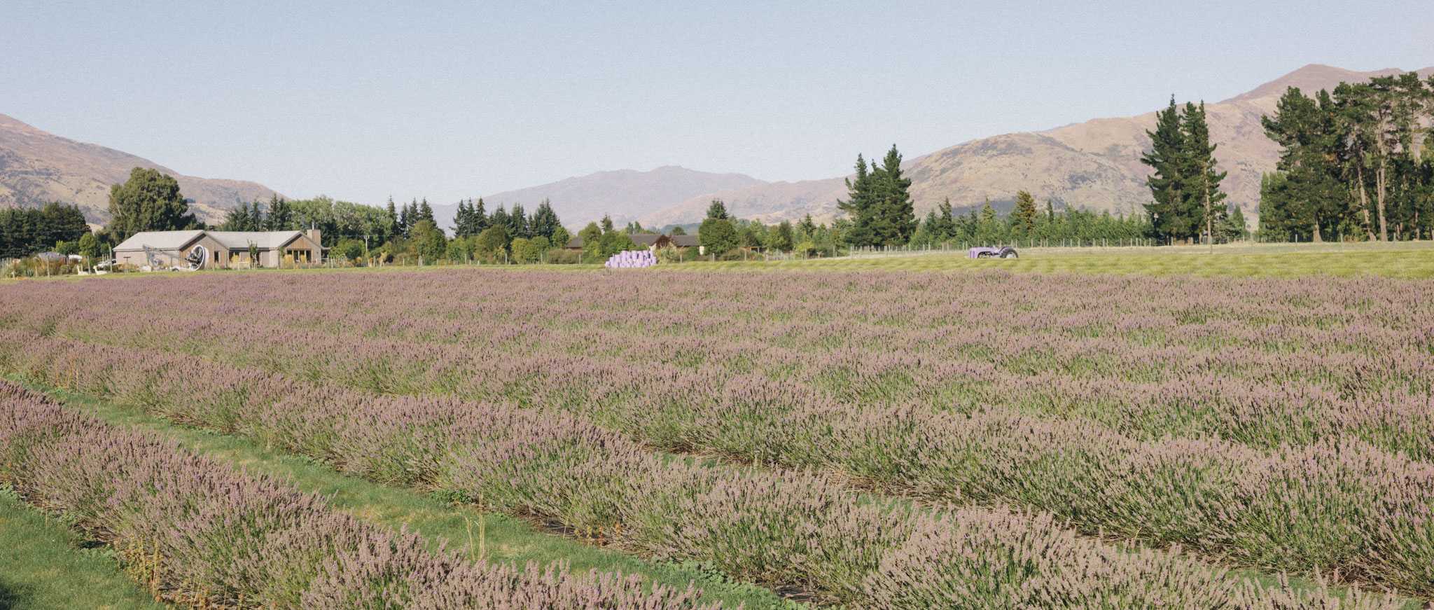 Get a smell of lavenders