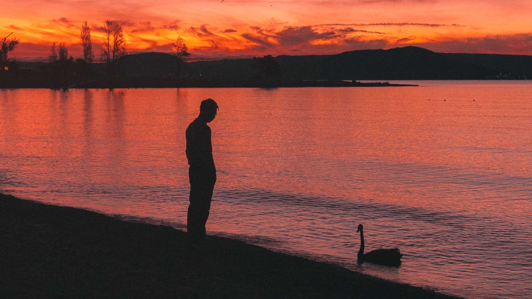 A swan at the bay of Lake Taupo