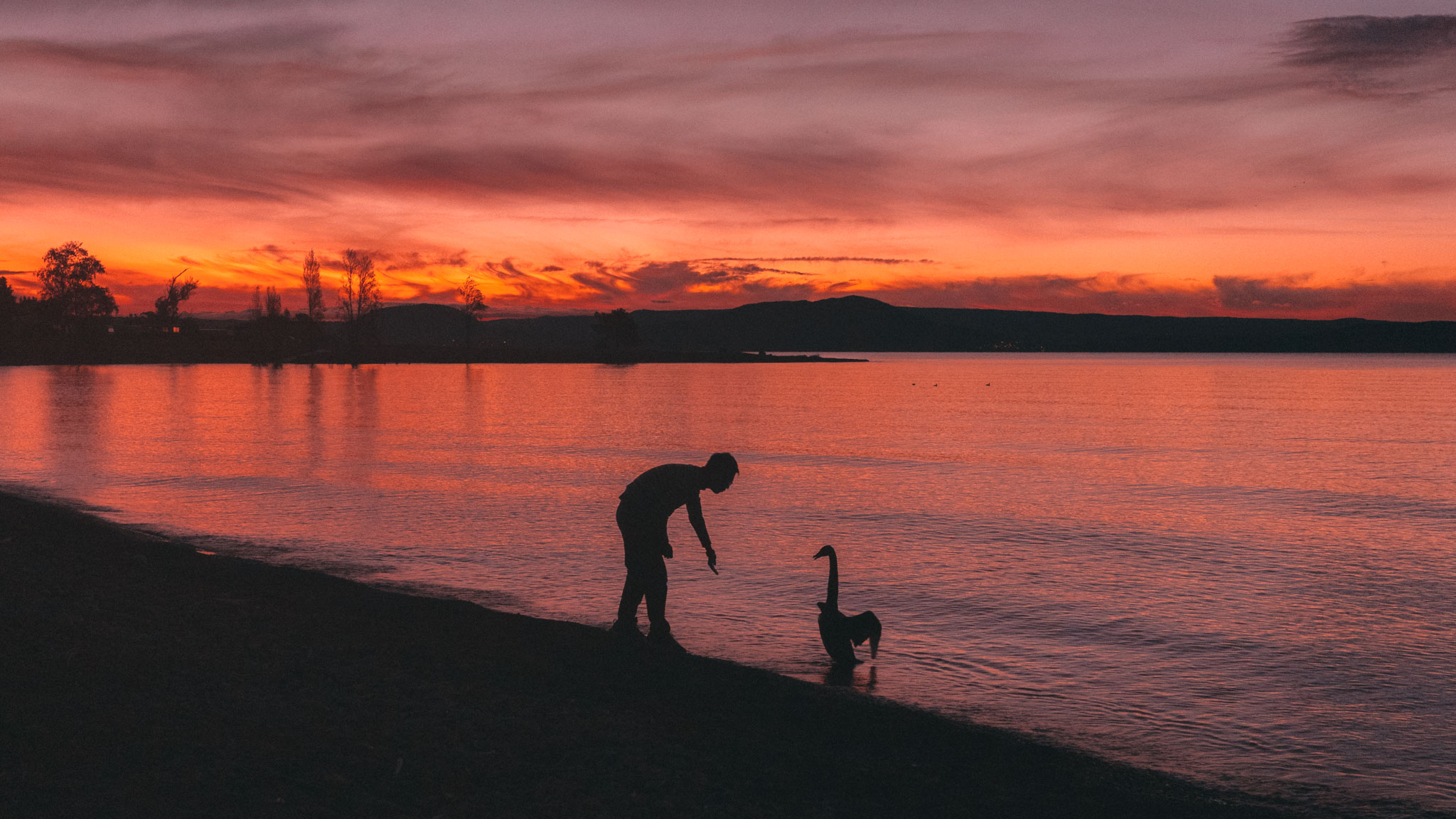 A swan at the bay of Lake Taupo