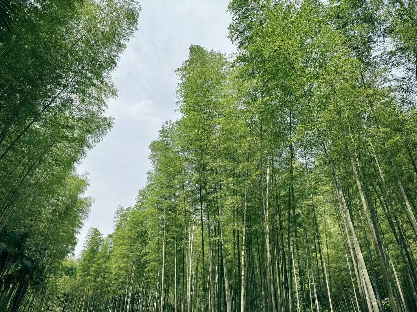 Bamboo Forest