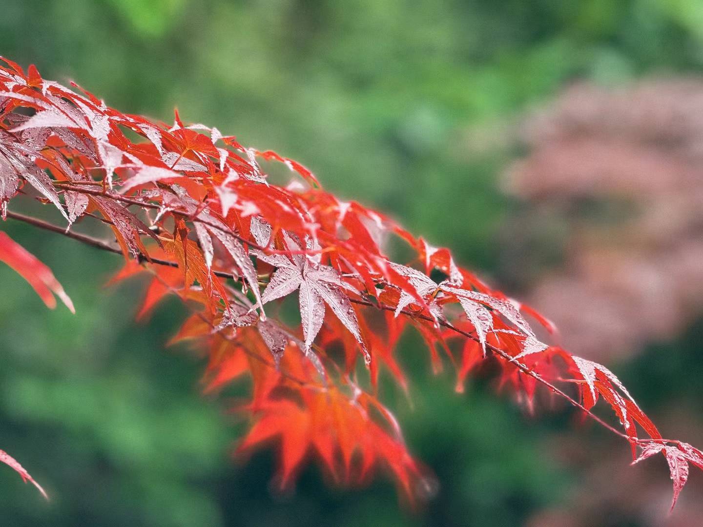Maples in Spring